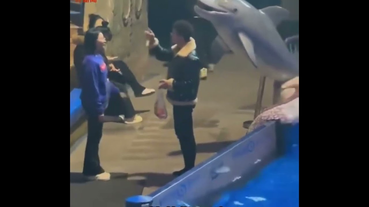 聪明的小白鲸！