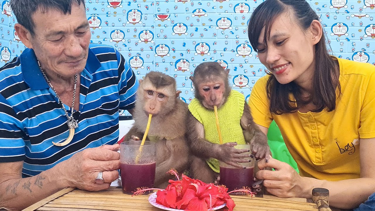Curious Asher Monkey When First Drinking Hibiscus Water