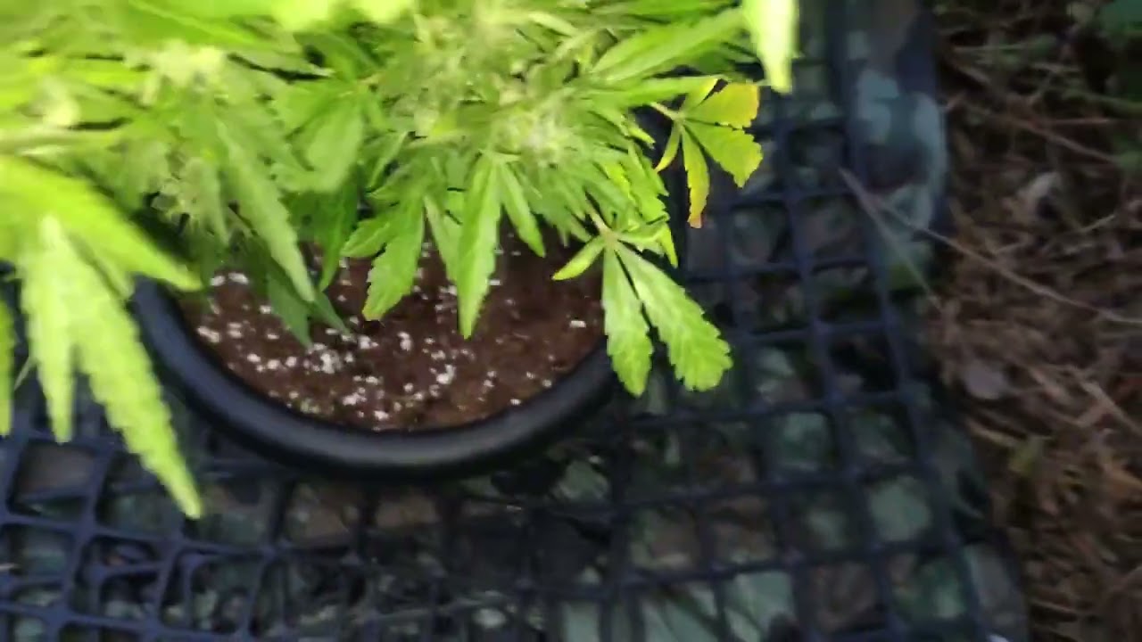blueberry bliss UK guerilla gardening grow week 16 pt2 #harvest #guerillagarden #420