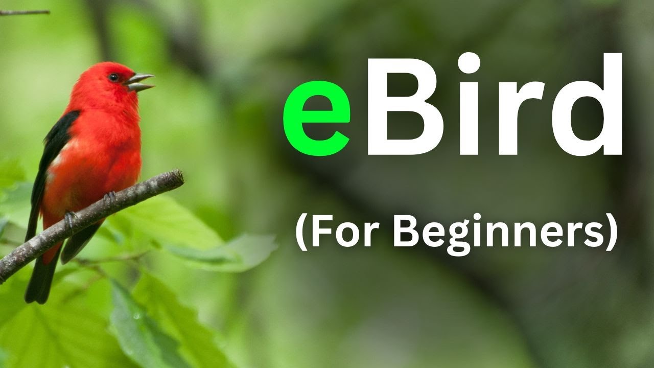Master eBird Today | Full eBird tutorial for beginners