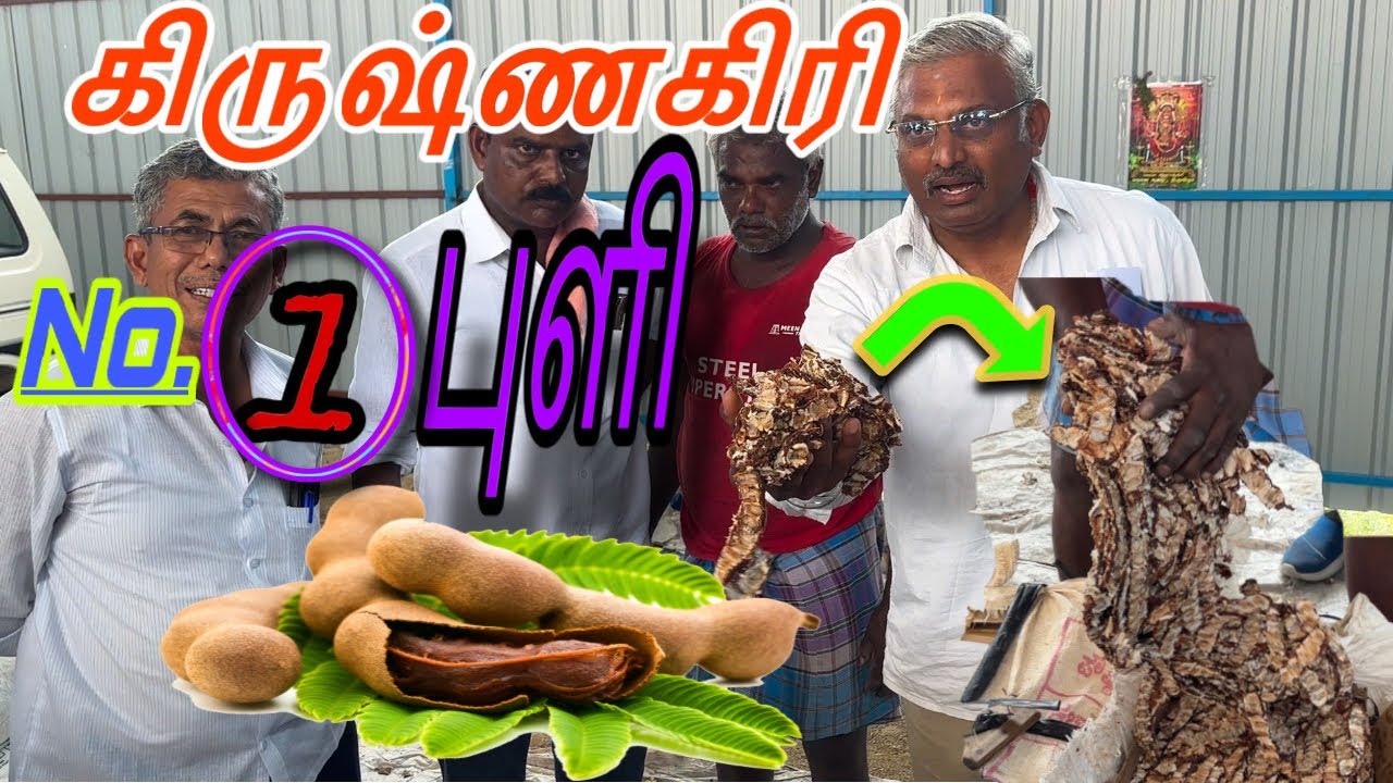 TAMRIND Sales in Krishnagiri |மலர் புளி மற்றும் காரி புளி விலை நிலவரம் | கிருஷ்ணகிரி புளி சந்தை 2025