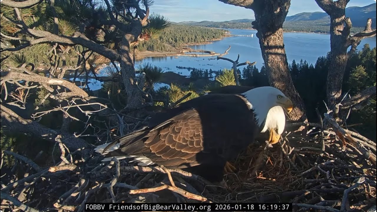 Shadow brings fluff and a gift to Jackie, mating, pancake 18.01.2026 @FOBBVCAM