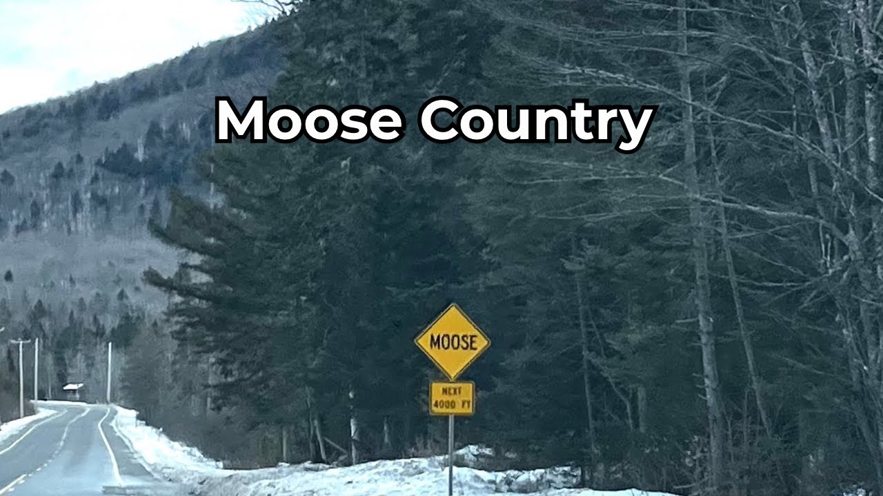 Following Curiosity Through Moose Country | Northern Vermont Backroads