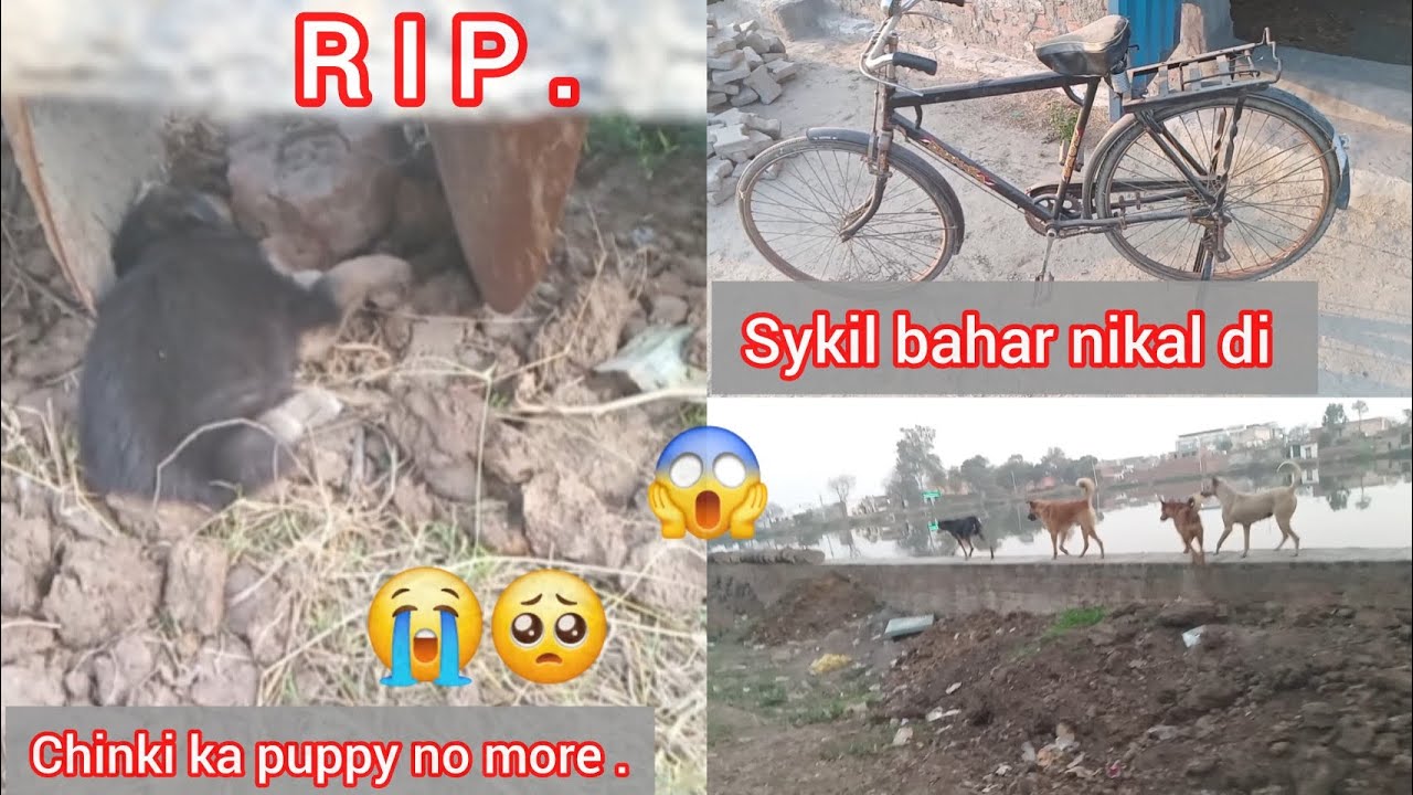 Chinki k ak puppy ki or death hogyi  😭/ sykil thek kra di /r i p 😭