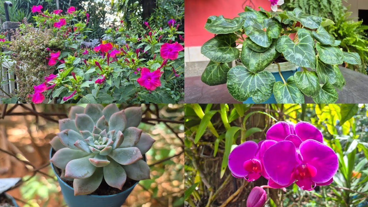 DANDO MAIS CORES NO JARDIM ENCANTADO INCLUINDO UM TOQUEI AZUL REUTILIZANDO LATINHAS RECICLÁVEIS 💙💙💙 