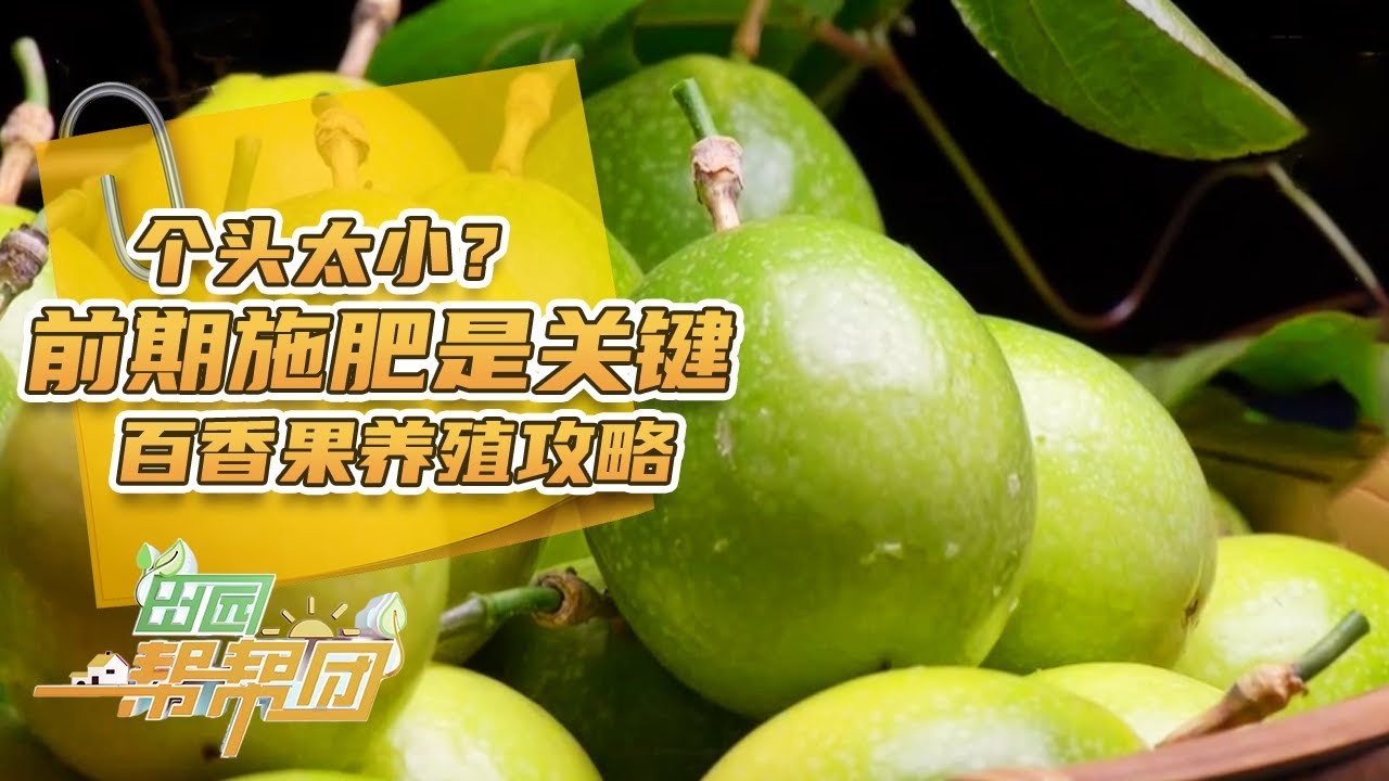 百香果长势好坏，取决于前期施肥！幼果发育时期营养越足，后期回报越大！|「田园帮帮团」20240307