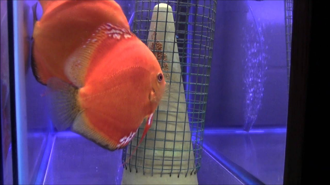 HOW TO BREED DISCUS WITH DISCUS HANS
