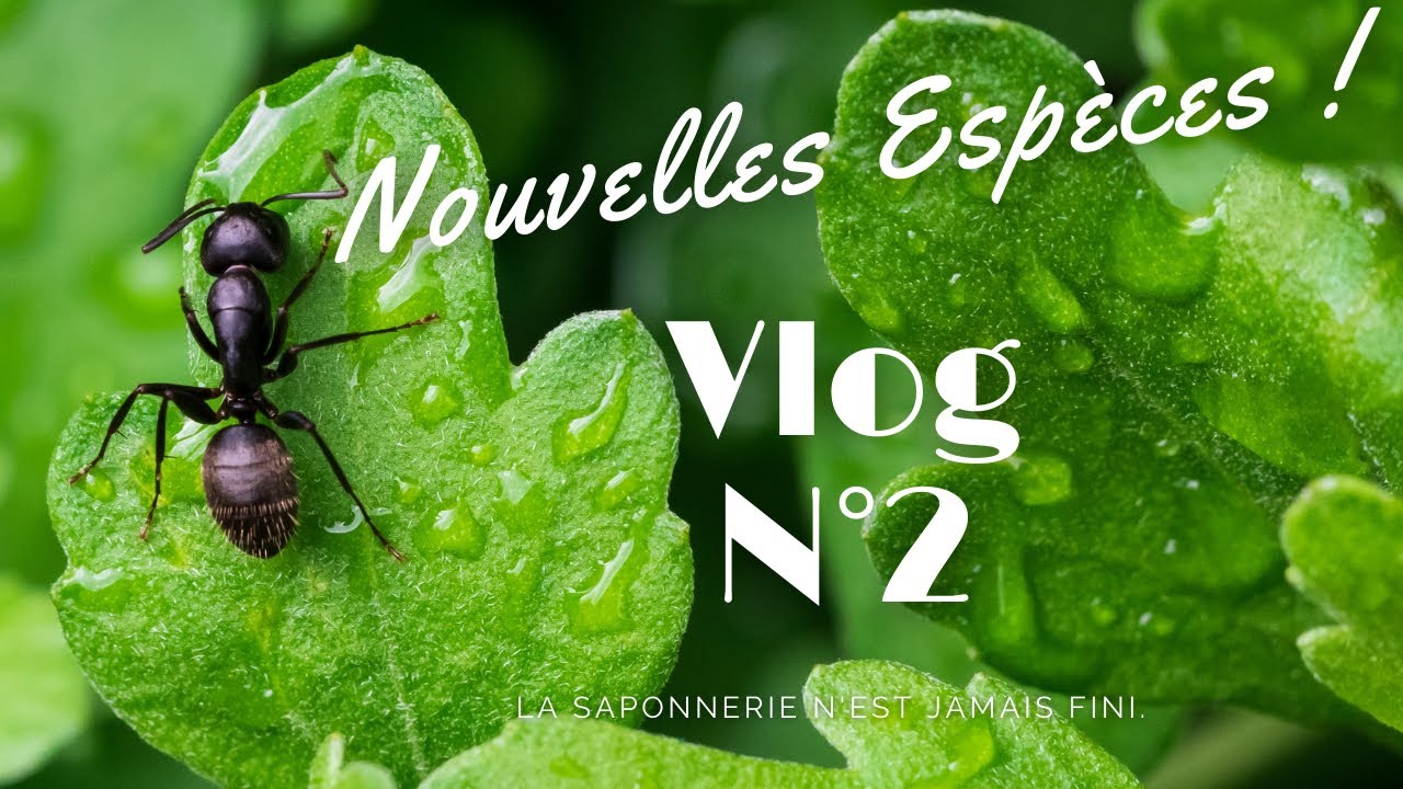Vlog N°2 - Des nouvelles espèces en pagaille !
