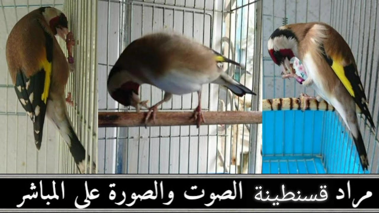 مراد قسنطينة يقدم فيديو ياكد فيه على علامات جهوزية الطيور لكن بالجيل الجديد للفراخ 2022