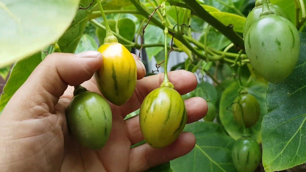 Fully Loaded Tamarillo Tree Or Tomato Tree