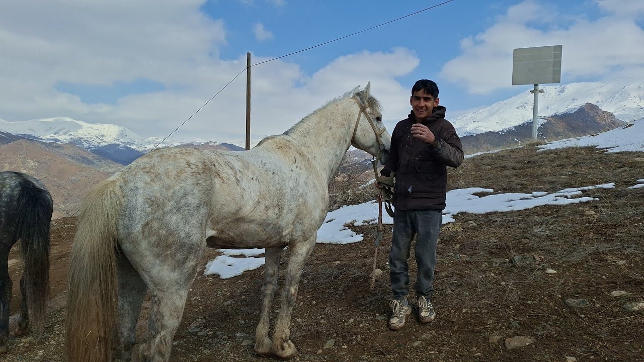 At yarışı