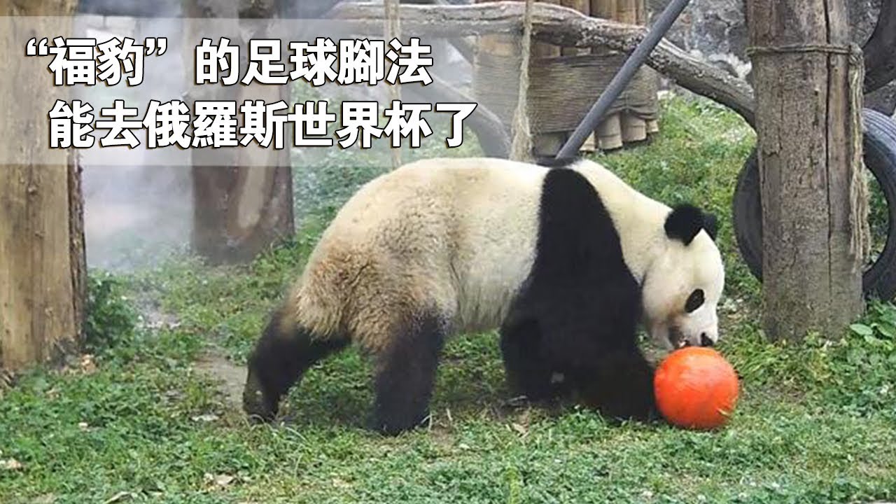 《熊貓早晚安》&ldquo;福豹&rdquo;的足球腳法能去俄羅斯世界杯了 | iPanda