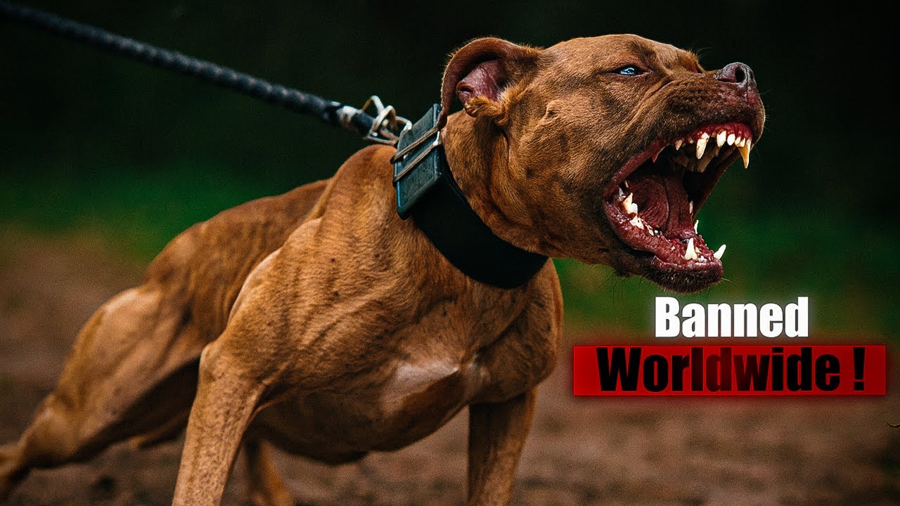 The World's Most Aggressive Dogs Ranked