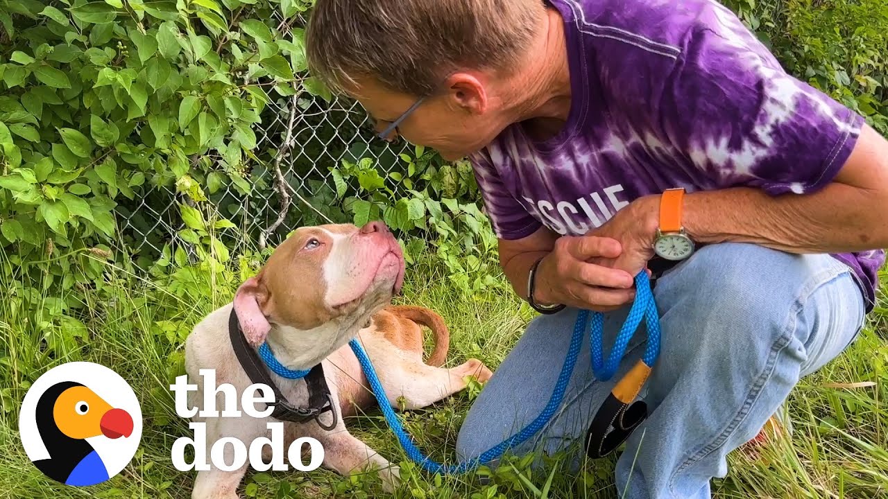 Woman Saves Pittie Abandoned On The Highway | The Dodo