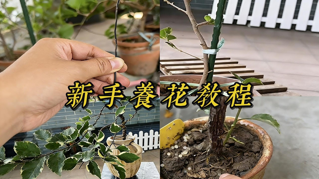 絕妙！🌱 新手園丁零失敗！