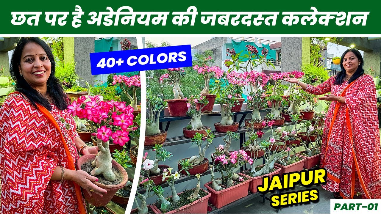 इनकी छत पर है अडेनियम की जबरदस्त कलेक्शन 😯 😯 40+ Adenium Colors Big Collection 😍 😍