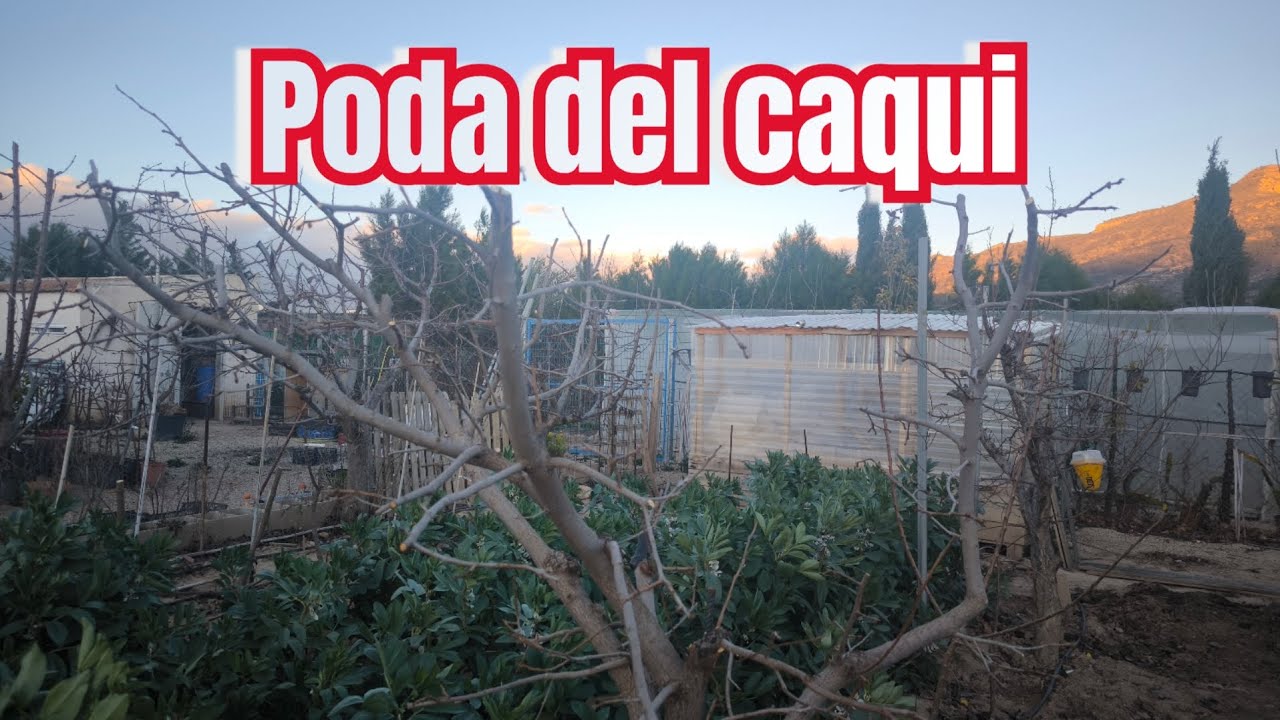 Poda del caqui 