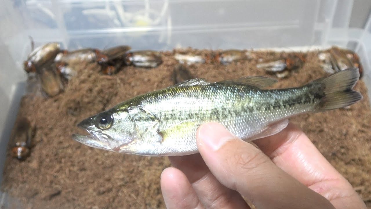 大量の肉食ゴキブリの中にブラックバスを落とすと...