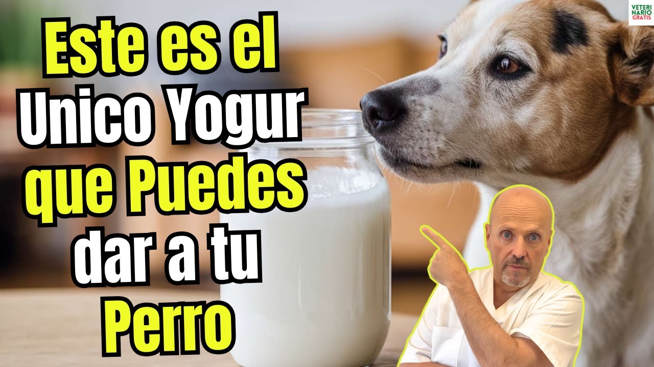 🐶🥣¿COMO DEBE SER EL YOGUR PARA PERROS ?¿CUANTO YOGUR PUEDEN COMER LOS PERROS AL DIA?🐶🥣