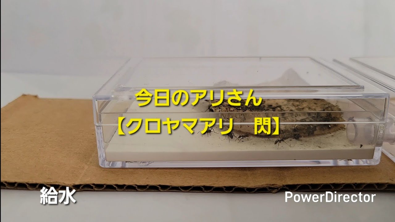 今日のアリさん【クロヤマアリ　閃】