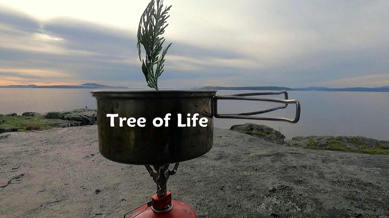 How to Make Cedar Tea...By the Sea