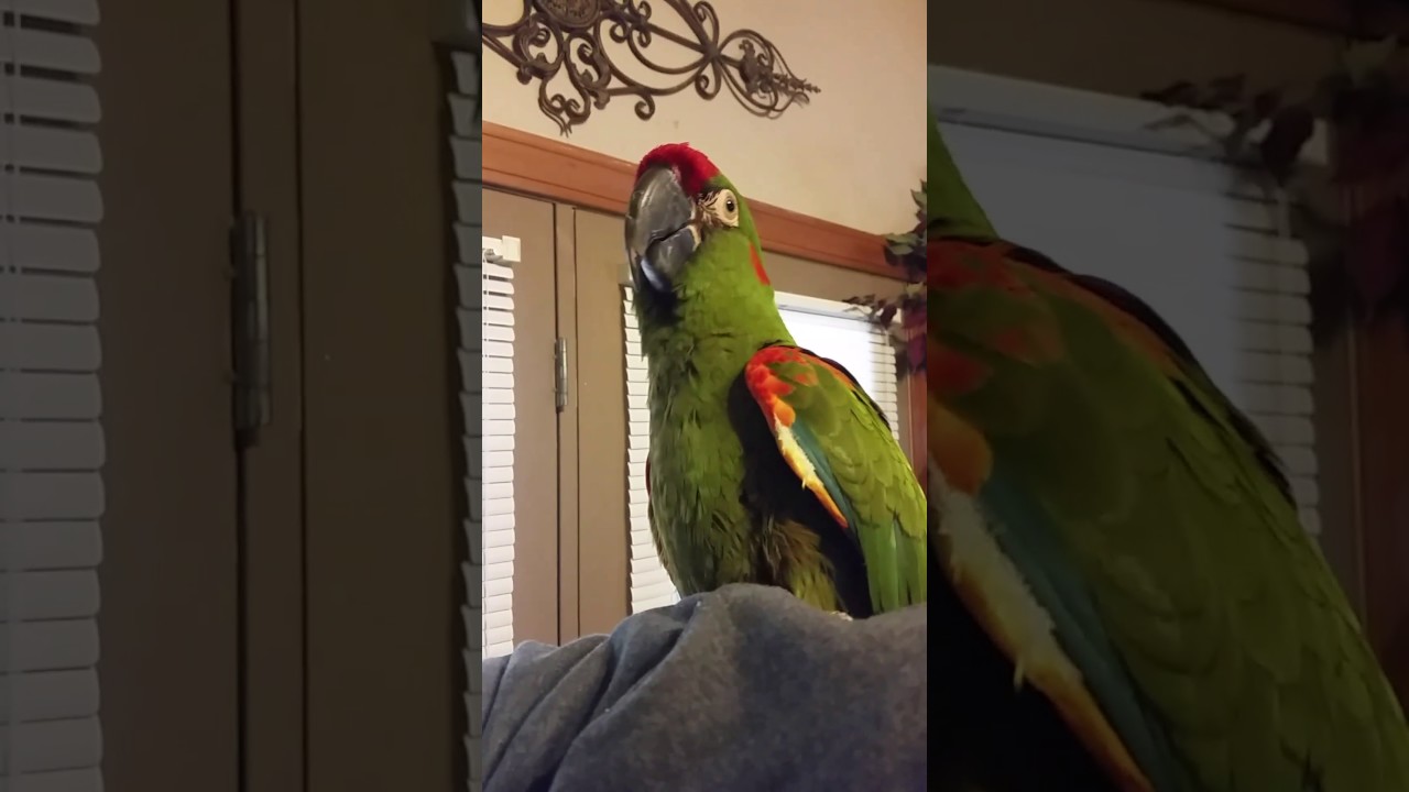 Red front macaw Koko talking