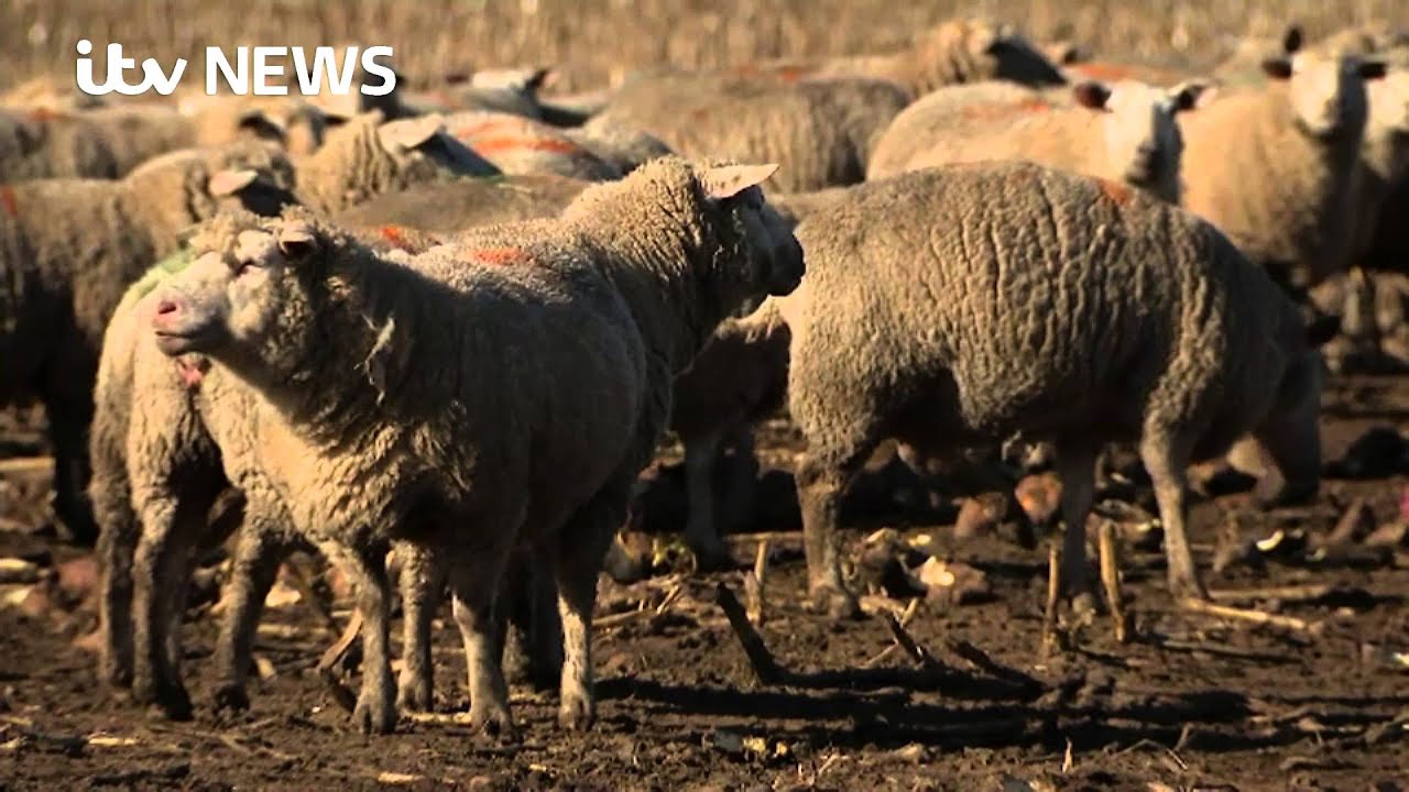 Britain's EU referendum debate divides farmers