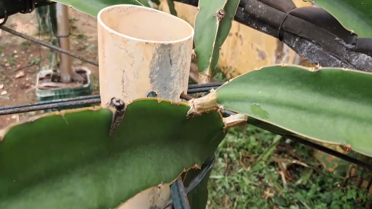 Meus vasos depois de 2 anos (video2)