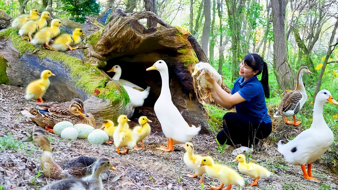 Harvest Duck Egg, goes to the market to sell - Harvesting and Cooking |Tieu Vy Real Life