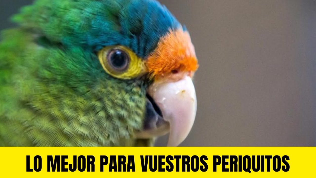 ✅ M&Uacute;SICA PARA PERIQUITOS DE FRENTE NARANJA