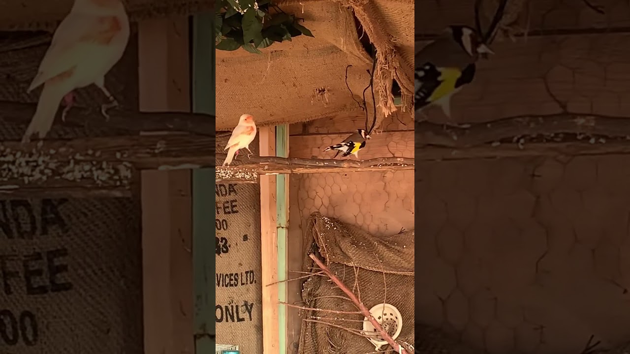 الله يبارك  حسون في قمة الهيجان يلقح جميع اللوان الكناري 