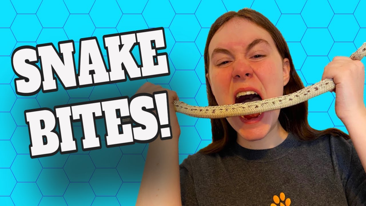 Snakes Bite Sometimes! (But It Doesn't Have To Be Scary)