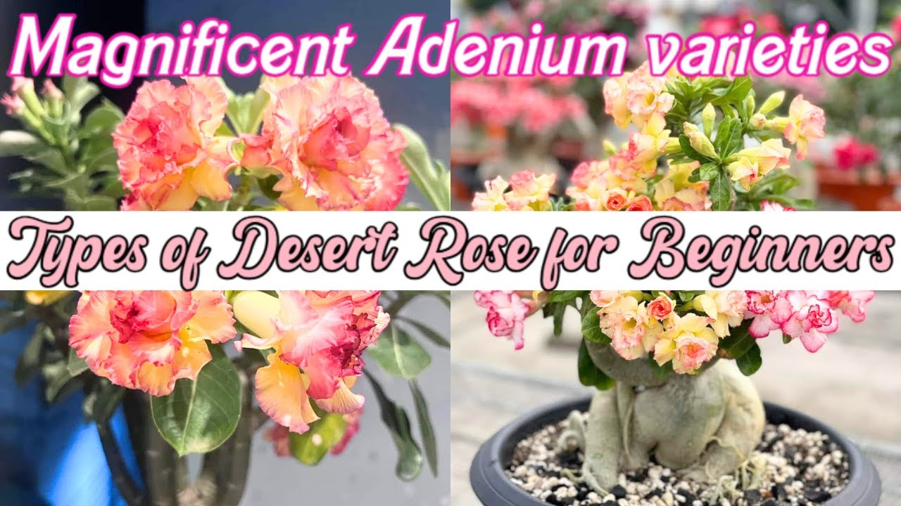 Stunning Varieties of Adenium | Types of Desert Rose