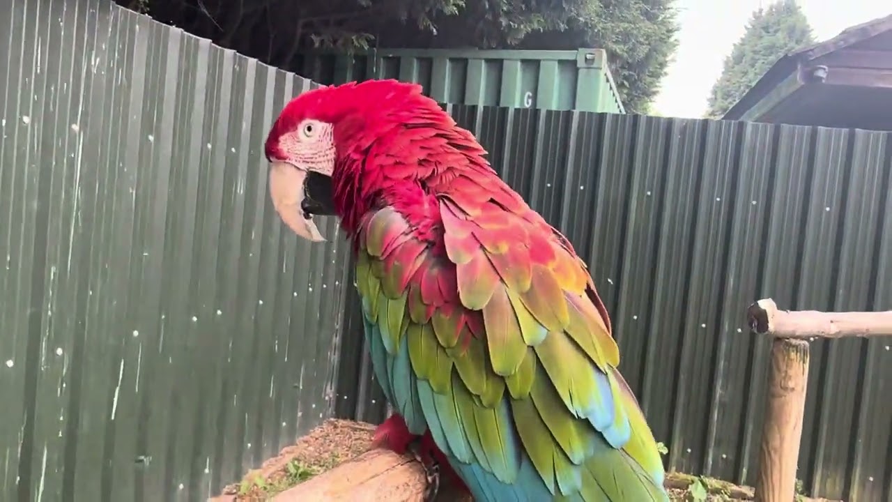 Macaw parrots park in uk ! Tropical bird land uk amazing video ! Beautiful parrots