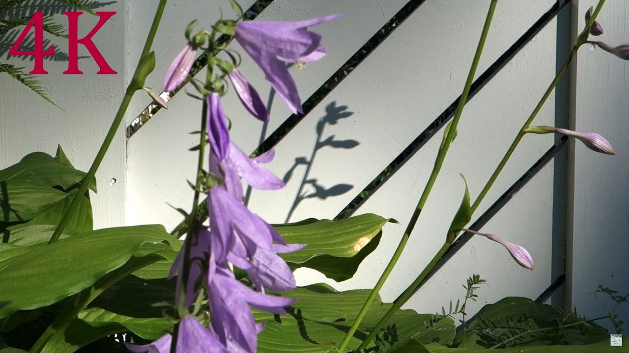 Lilies, bird singing - nature relaxation