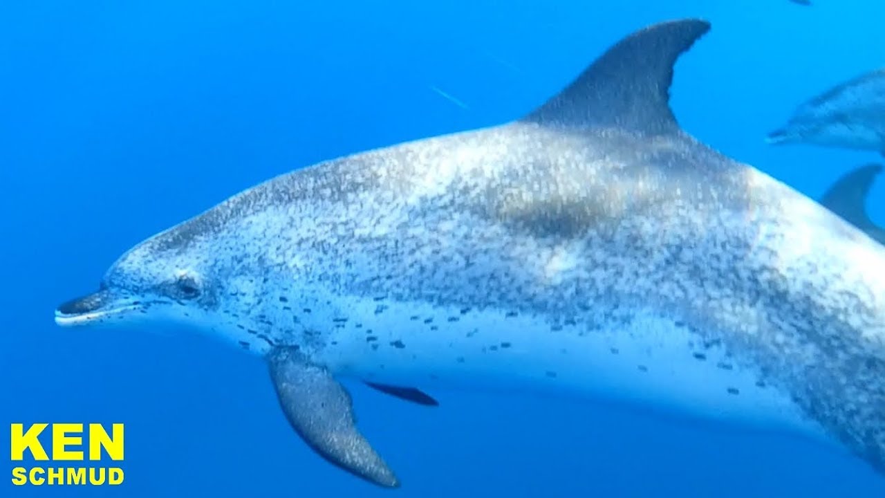 Whale Watching La Gomera 2018 | Fleckendelfine | Pilot/Grindwale | Fischschwärme | Schildkröte
