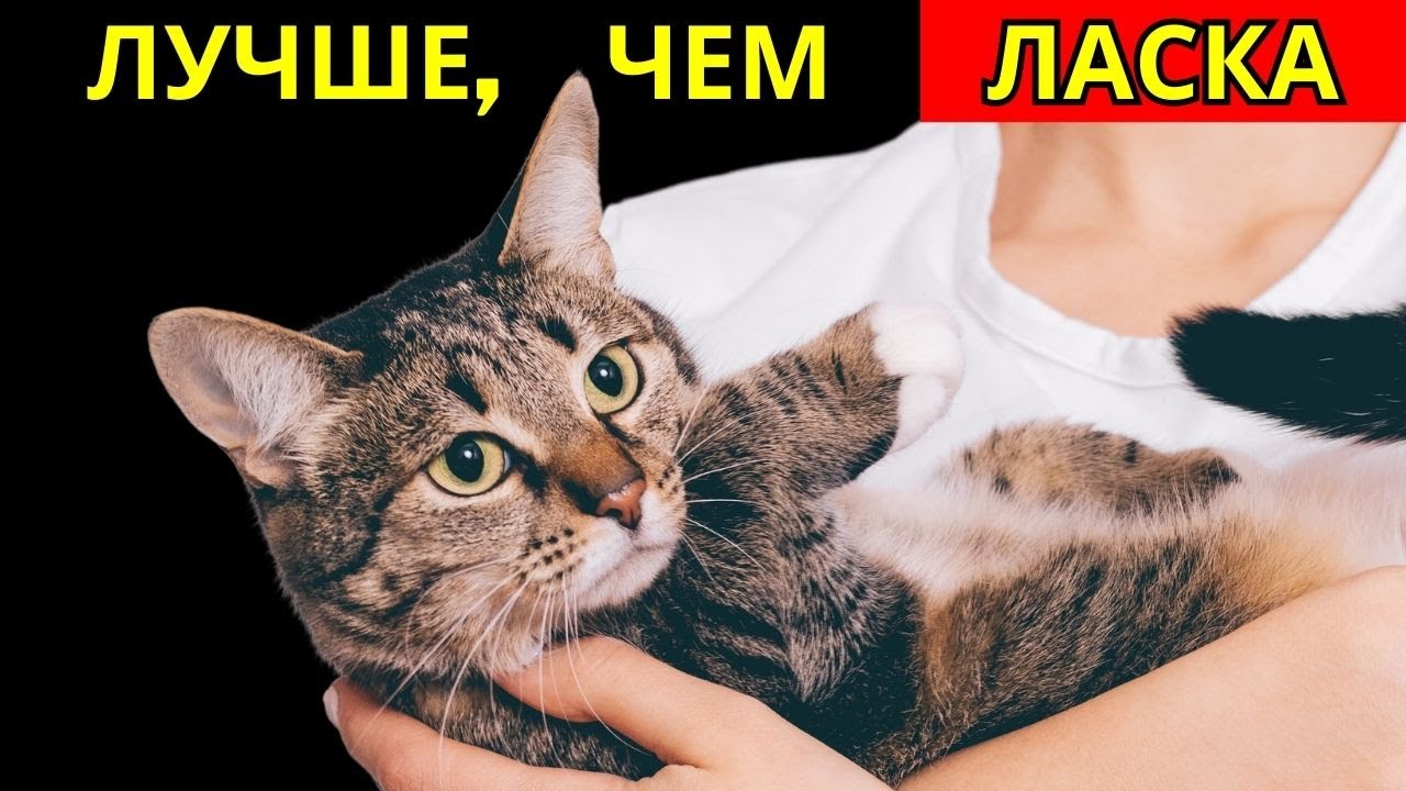 7 вещей, которые ваша кошка любит больше, чем получать