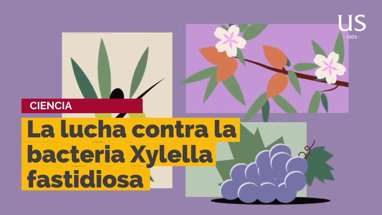 C&oacute;mo evitar que la bacteria Xylella fastidiosa afecte a cultivos como el almendro, el olivo o la vid
