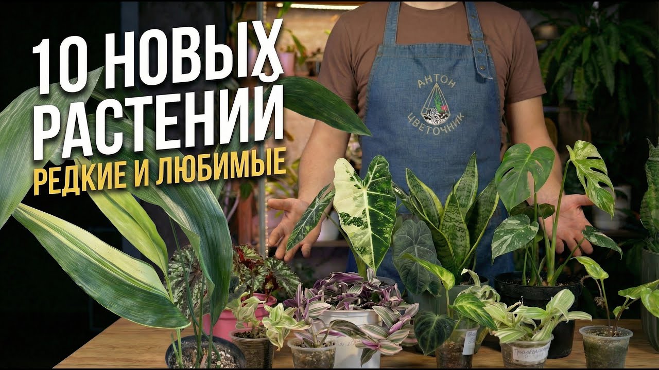 10 новых растений: обзор редких и популярных находок, уйти без которых с выставки не смогли
