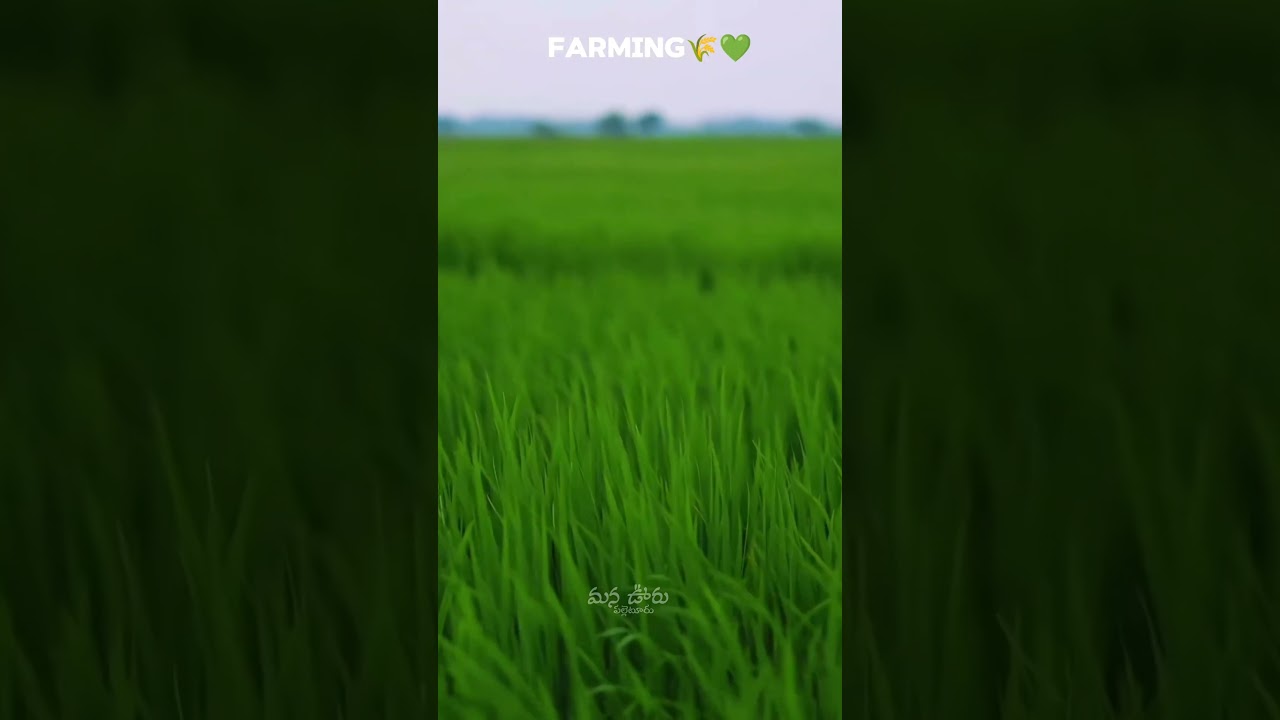 🌾🌾 #farming #agriculture #explore #explorepage #tsfarmers #apfarmers