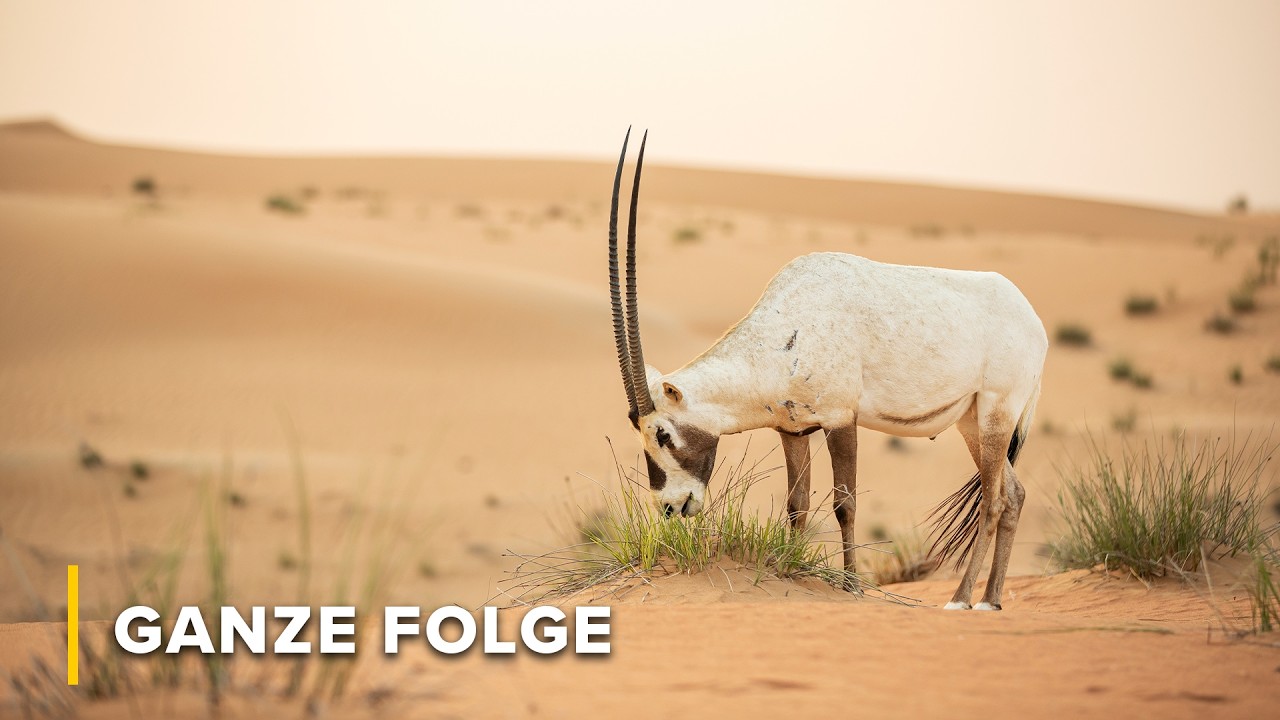 Arabische Oryx, Sandkatze & W&uuml;stenfuchs: &Uuml;berlebensk&uuml;nstler der W&uuml;ste | Arabisches Inferno 103+104