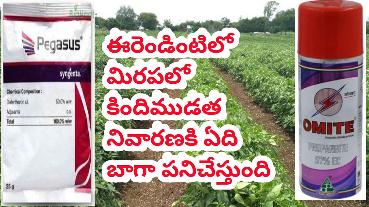 which is the best acaricide to control trips in chilli cultivation #Pegasus #omite