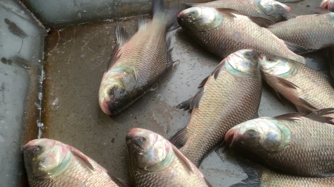 wow big big size katla fish selling live in Fishmarket by expert fish seller in Bangladesh 