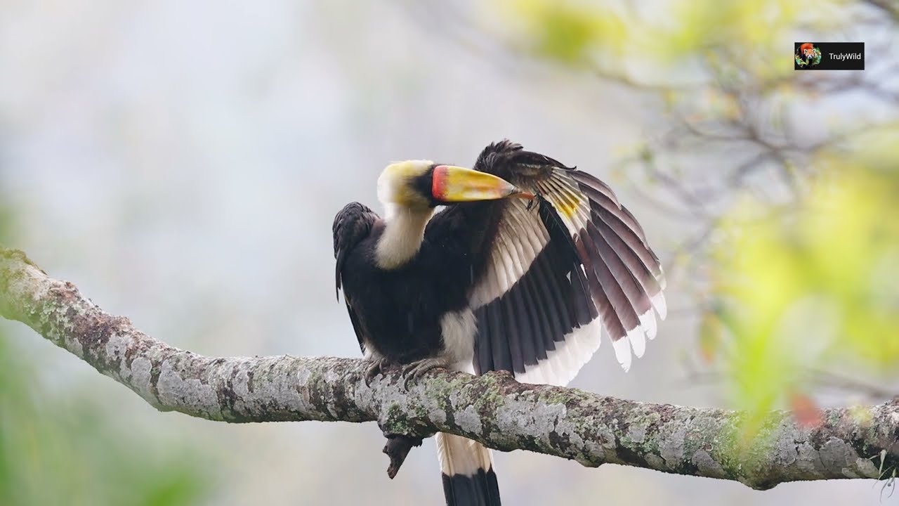 Great Hornbill from Himalayas | Great Hornbills Mate for life | Wildlife Photography | TrulyWild 4K