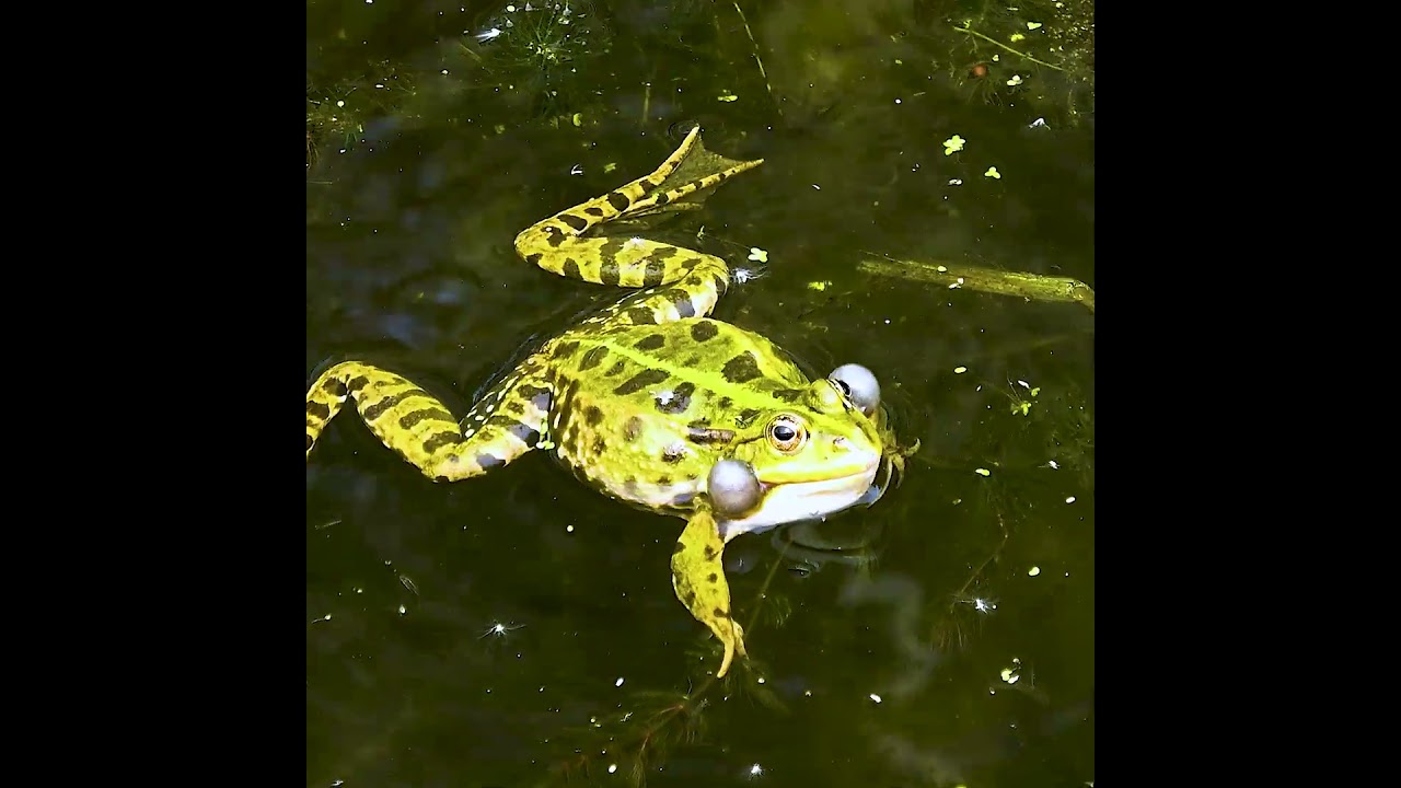 Ein Frosch im Teich
