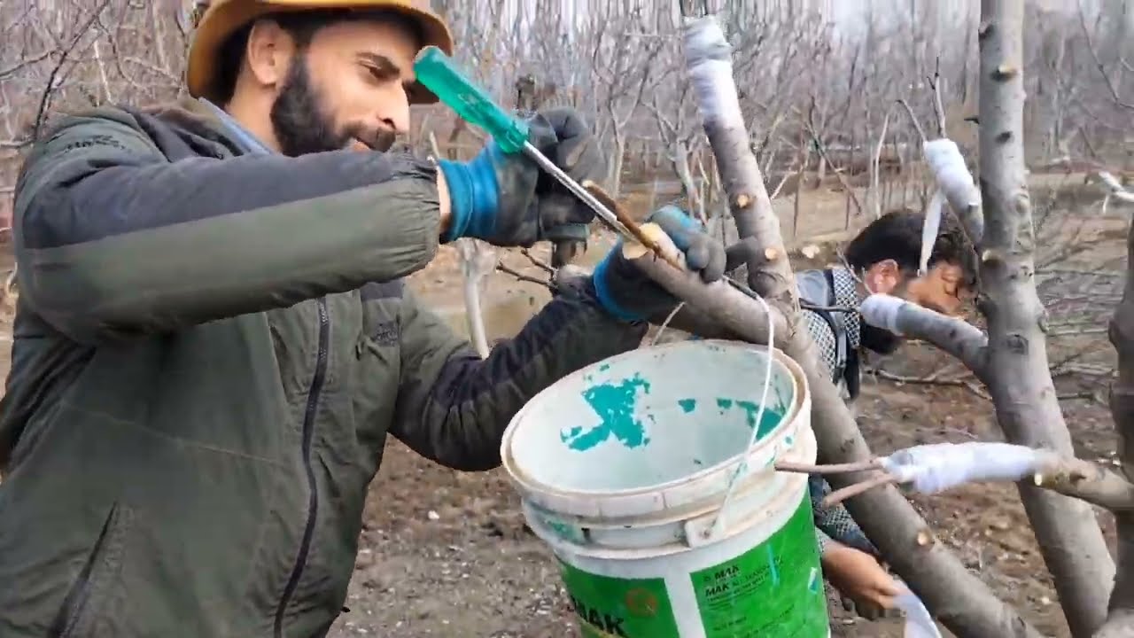 Sheikh Bilal and his team doing grafting