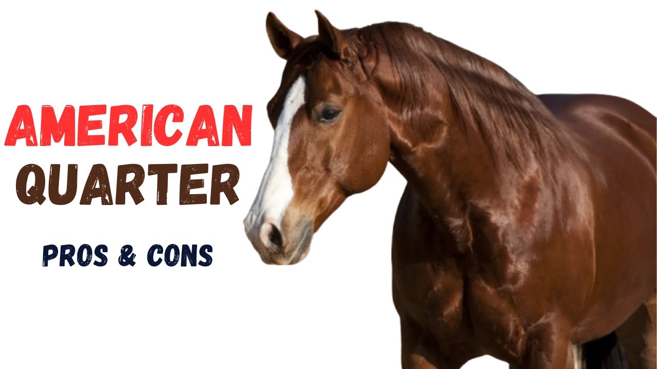 American Quarter Horse Pros and Cons -  American Quarter Horse Advantages and Disadvantages