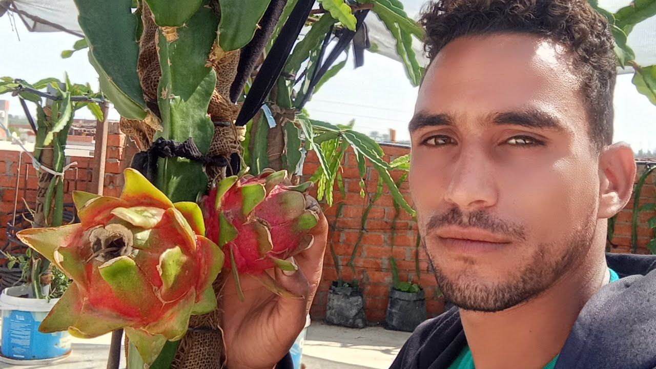 فاكهة التنين#زراعة_الاسطح_في_مصر .🐉🌵