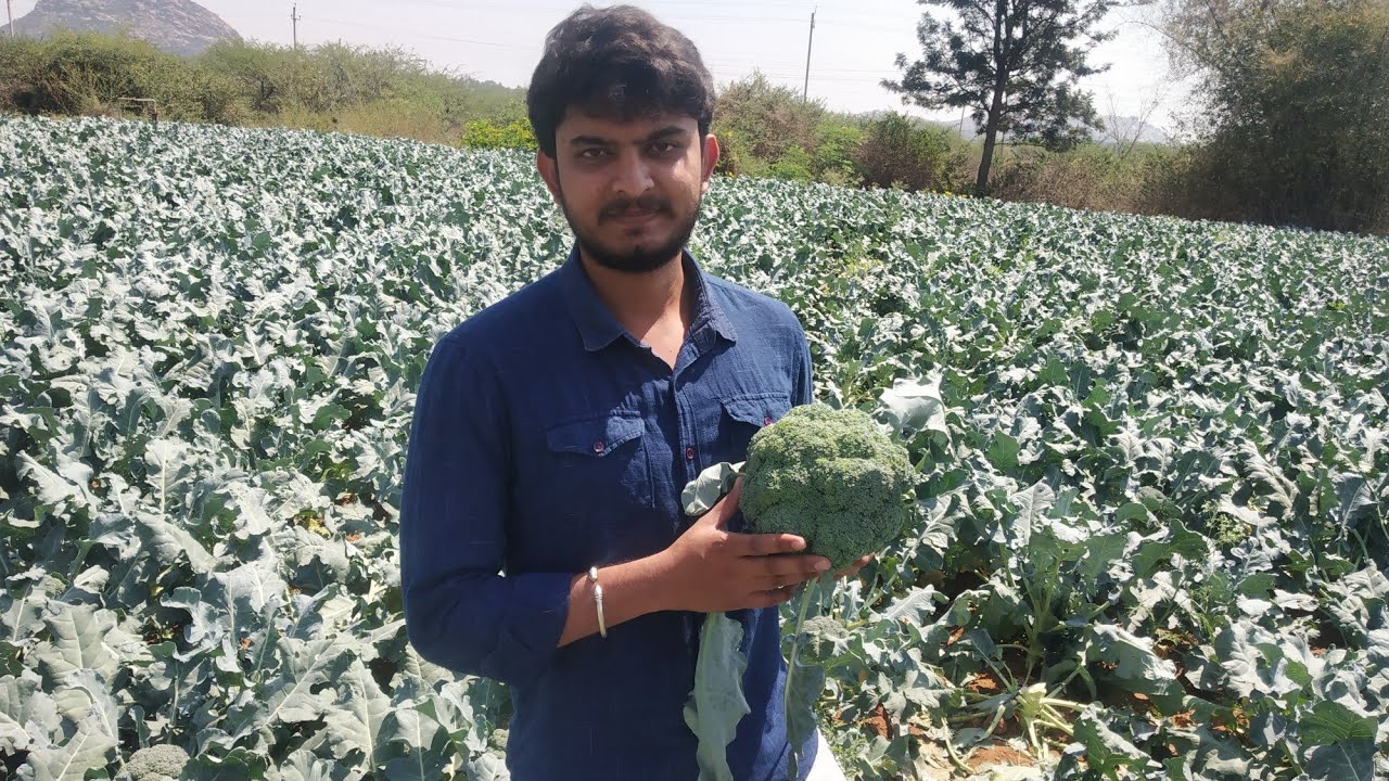 Weekends Worth ||Broccoli ||Green Cauliflower|| ಹೂಕೋಸು||Farming ||Bangalore 