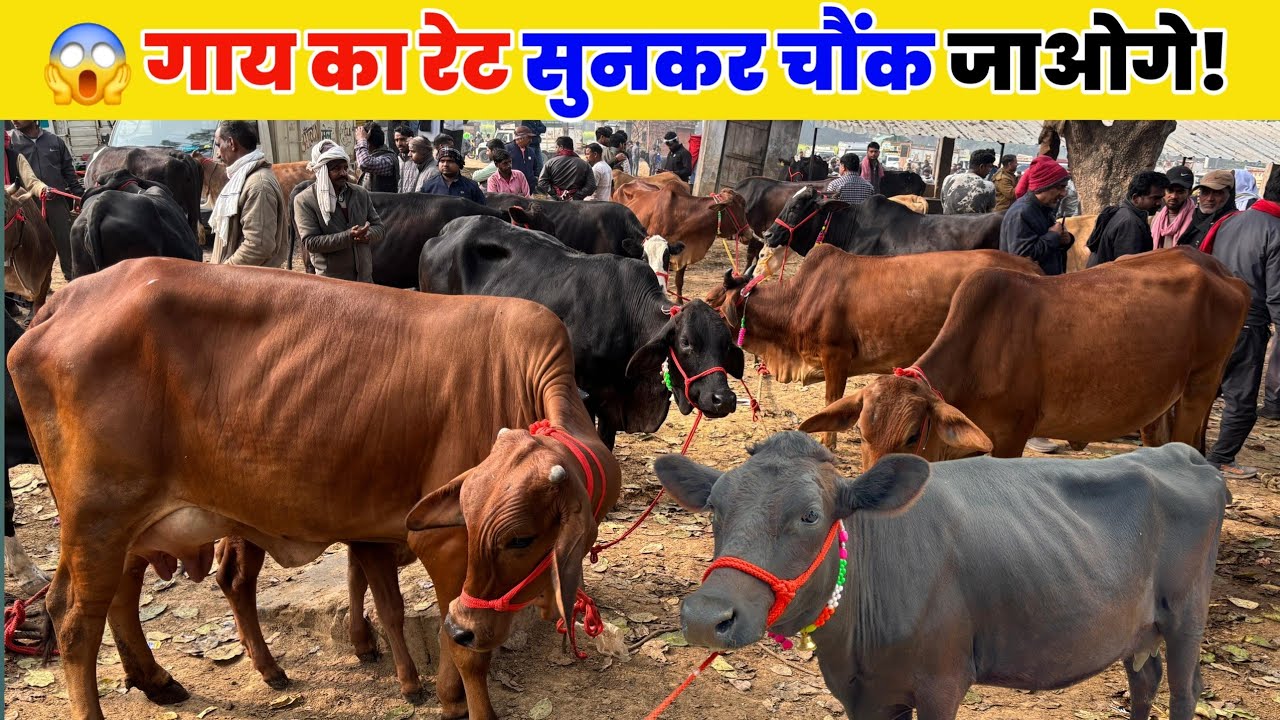 😱 गाय का रेट सुनकर चौंक जाओगे! मौहरिया पशु मंडी प्रयागराज |Mohariya Pashu Mandi prayagraj 